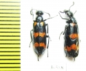 Meloidae sp.  China, Sichuan prov. - INSECTS-STORE.RU