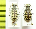 Cephalota circumdata, pair  Italy - INSECTS-STORE.RU