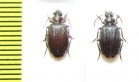 Carabidae sp.  Malawi - INSECTS-STORE.RU