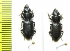 Carabidae sp.  Malaysia - INSECTS-STORE.RU
