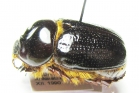 Dynastinae sp.  Madagascar - INSECTS-STORE.RU