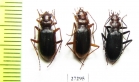 Carabidae sp.  Uzbekistan - INSECTS-STORE.RU