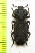 Phellopsis amurensis  Russia, Far East - INSECTS-STORE.RU
