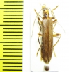 Oedemera femoralis  Croatia - INSECTS-STORE.RU