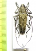 Colobothea bicuspidata  Peru - INSECTS-STORE.RU