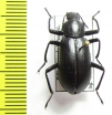 Tenebrionidae sp.  India - INSECTS-STORE.RU