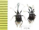 Paracycnotrachelus chinensis, pair  Russia, Far East - INSECTS-STORE.RU
