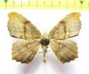 Geometridae sp.  Bolivia - INSECTS-STORE.RU