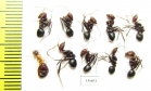 Formicidae sp.  Uzbekistan - INSECTS-STORE.RU