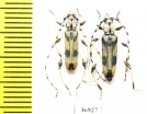 Cerambycidae sp., pair  South Africa Rep. - INSECTS-STORE.RU