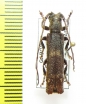 Cerambycidae sp.  Gabon - INSECTS-STORE.RU
