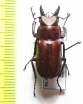 Prismognathus subaeneus  Russia, Far East - INSECTS-STORE.RU