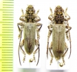 Imbrius ephebus, pair  Malaysia, Borneo - INSECTS-STORE.RU