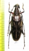 Hoplocerambyx severus  Indonesia, Papua - INSECTS-STORE.RU