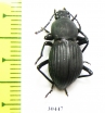Tenebrionidae sp.  Malaysia - INSECTS-STORE.RU