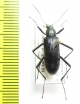 Tenebrionidae sp.  China, Jiangxi prov. - INSECTS-STORE.RU