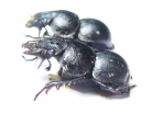 Lethrus jakovlevi, male  Kazakhstan - INSECTS-STORE.RU