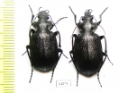 Calosoma denticolle, pair  Kazakhstan - INSECTS-STORE.RU