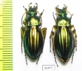 Carabus (Tachypus) auratus, pair  France - INSECTS-STORE.RU