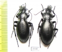Carabus (Lamprostus) calleyi nigrinus, pair  Azerbaijan - INSECTS-STORE.RU