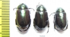 Rutelinae sp.  Thailand - INSECTS-STORE.RU