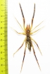 Arachnida, Solifugidae sp.  Uzbekistan - INSECTS-STORE.RU