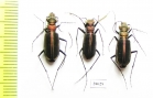 Cicindela desgodinsi, pair  China, Yunnan prov. - INSECTS-STORE.RU
