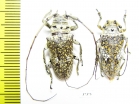 Cerambycidae sp., pair  Ecuador - INSECTS-STORE.RU