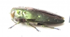 Chrysobothris sp.  Peru - INSECTS-STORE.RU