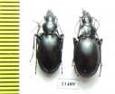 Pseudotaphoxenus substriatus, pair  Tajikistan - INSECTS-STORE.RU