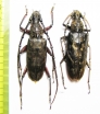 Hoplocerambyx spinicornis, pair  Indonesia, Sumatra - INSECTS-STORE.RU