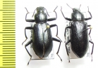 Tenebrionidae sp.  India - INSECTS-STORE.RU