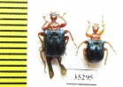 Tomapoderus ruficollis  Russia, Far East - INSECTS-STORE.RU