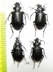 Calosoma denticolle, pair  Kazakhstan - INSECTS-STORE.RU