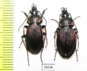 Carabus (Morphocarabus) henningi ssp., pair  Russia, Krasnoyarsk reg. - INSECTS-STORE.RU