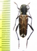 Xylotrechus cuneipennis  Japan - INSECTS-STORE.RU