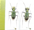 Lophyra lineifrons  Thailand - INSECTS-STORE.RU