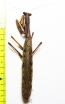 Mantodea sp.  Zanzibar isl. - INSECTS-STORE.RU