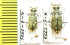 Cylindera arenaria  Italy - INSECTS-STORE.RU