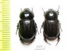Semanopterus tricostatus, pair  Australia - INSECTS-STORE.RU