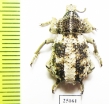 Brachyceridae sp.2  South Africa Rep. - INSECTS-STORE.RU