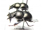 Lethrus kabaki, pair  Kirgizstan - INSECTS-STORE.RU