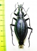 Carabus (Acoptolabrus) gehinii Japan - INSECTS-STORE.RU