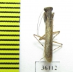 Mantodea sp.  Thailand - INSECTS-STORE.RU