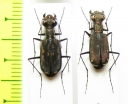 Lophyra striolata  Thailand - INSECTS-STORE.RU