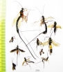 Ichneumonoidea sp.  Russia, Tver reg. - INSECTS-STORE.RU