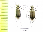 Cicindelinae sp., pair  Panama - INSECTS-STORE.RU