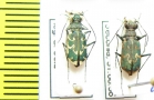 Cylindera arenaria  Italy - INSECTS-STORE.RU