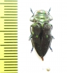 Chrysobothris sp.  Peru - INSECTS-STORE.RU