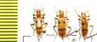Cleridae sp.  Malaysia, Borneo - INSECTS-STORE.RU